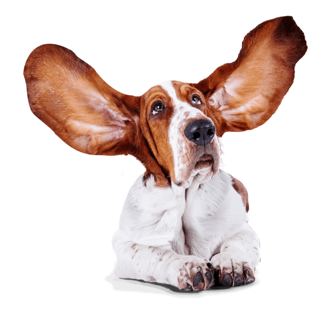 Basset hound with its long ears flying up